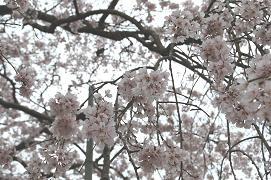 平成21年3月19日に更新したしだれ桜の近景の写真