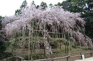 平成22年3月8日（遠景）に撮影したしだれ桜の写真