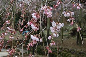 平成22年3月8日（近景）に撮影したしだれ桜の写真