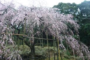 平成22年3月9日（遠景）に撮影したしだれ桜の写真