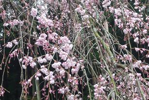 平成22年3月9日（近景）に撮影したしだれ桜の写真