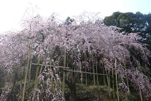 平成22年3月10日（遠景）に撮影したしだれ桜の写真