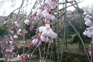平成22年3月10日（近景）に撮影したしだれ桜の写真
