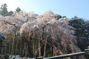 平成22年3月11日（遠景 1）に撮影したしだれ桜の写真