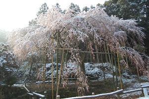 平成22年3月11日（遠景 2）に撮影したしだれ桜の写真