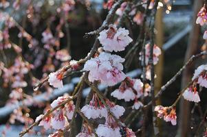 平成22年3月11日（近景）に撮影したしだれ桜の写真