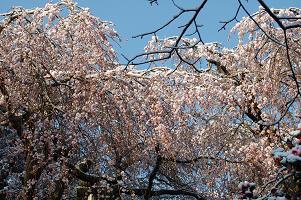 平成22年3月11日（中景）に撮影したしだれ桜の写真