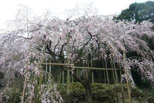平成22年3月12日（遠景）に撮影したのしだれ桜の写真
