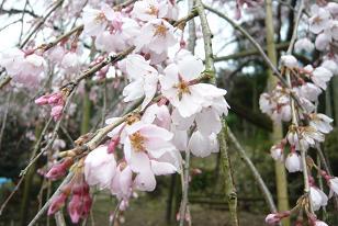平成22年3月12日（近景）に撮影したのしだれ桜の写真