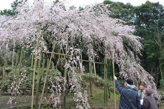 平成22年3月14日（遠景 1）に撮影したのしだれ桜の写真
