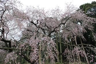 平成22年3月14日（遠景 2）に撮影したのしだれ桜の写真