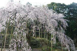 平成22年3月16日（遠景）に撮影したしだれ桜の写真