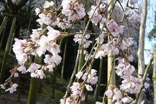平成22年3月16日（近景）に撮影したしだれ桜の写真