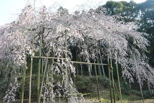 平成22年3月19日（遠景）に撮影したしだれ桜の写真