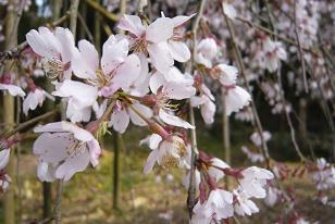 平成22年3月19日（近景）に撮影したしだれ桜の写真