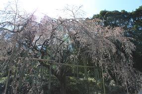 平成22年3月21日に撮影したしだれ桜の写真
