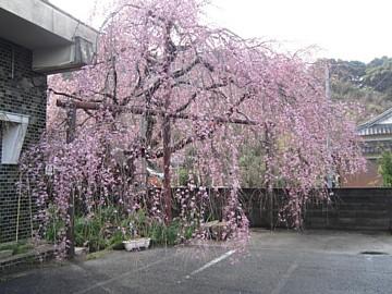 平成23年3月22日に撮影したしだれ桜の5分咲きの写真