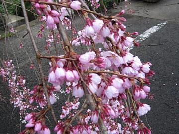 平成23年3月22日に撮影したしだれ桜の5分咲きの写真