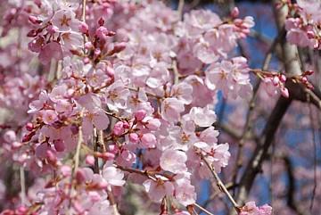 平成23年3月24日に撮影したしだれ桜の7分咲きの写真