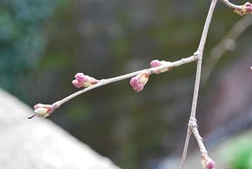 平成24年3月21日に撮影したしだれ桜の写真