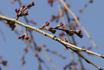 平成24年3月21日に撮影したしだれ桜の写真