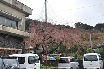 平成24年3月23日に撮影したしだれ桜の写真