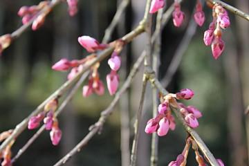 平成24年3月26日に撮影したしだれ桜の写真