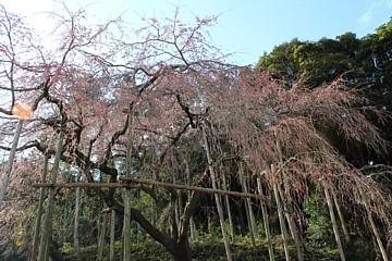 平成24年3月26日に撮影したしだれ桜の写真