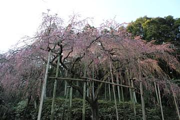 平成24年3月27日に撮影したしだれ桜の写真
