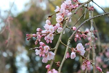 平成24年3月27日に撮影したしだれ桜の写真