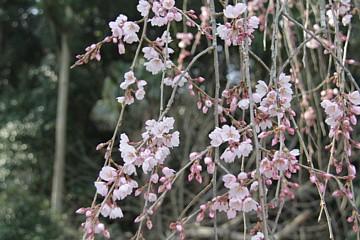 平成24年3月28日に撮影したしだれ桜の写真