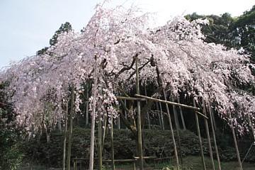 平成24年3月29日に撮影したしだれ桜の写真