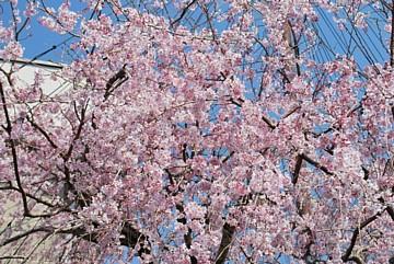平成24年3月29日に撮影したしだれ桜の写真