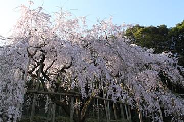 平成24年4月5日に撮影したしだれ桜の写真