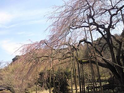 平成25年3月11日に撮影したしだれ桜の写真