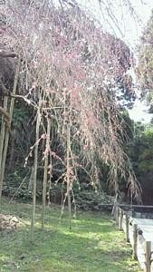 平成25年3月11日に撮影したしだれ桜の写真
