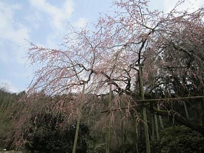 平成25年3月12日に撮影したしだれ桜の写真