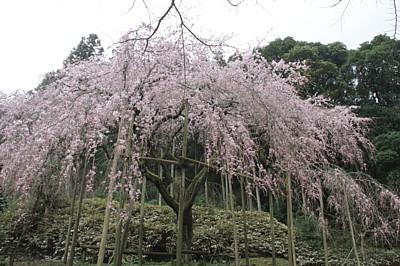 平成25年3月13日に撮影したしだれ桜の写真