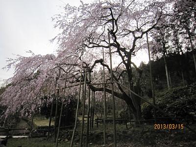 平成25年3月15日に撮影したしだれ桜の写真