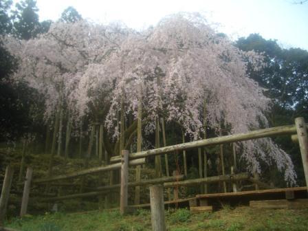 平成25年3月19日に撮影したしだれ桜の写真
