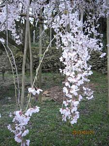 平成25年3月21日に撮影したしだれ桜の写真