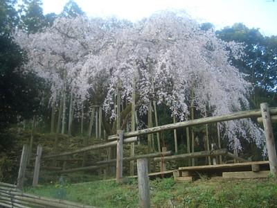 平成25年3月22日に撮影したしだれ桜の写真