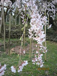 平成25年3月25日に撮影したしだれ桜の写真