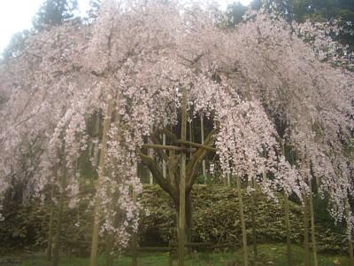 平成25年3月26日に撮影したしだれ桜の写真