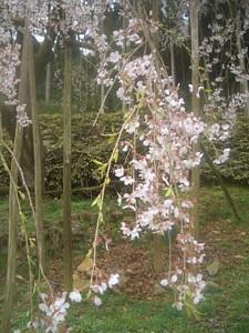 平成25年3月26日に撮影したしだれ桜の写真