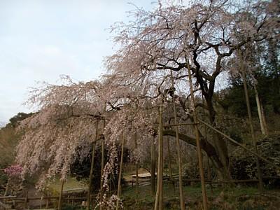 平成25年3月28日に撮影したしだれ桜の写真