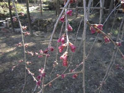 平成26年3月10日に撮影したしだれ桜の写真
