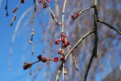 平成26年3月10日に撮影したしだれ桜の写真