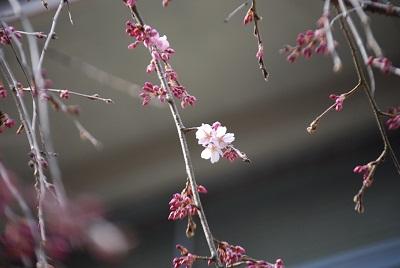 平成26年3月12日に撮影したしだれ桜の写真