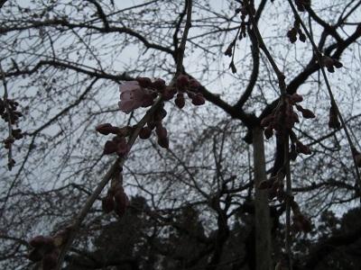平成26年3月13日に撮影したしだれ桜の写真